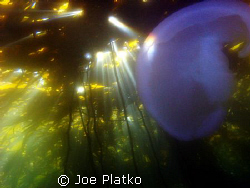 Moon Jelly being lighted by a sun ray coming through the ... by Joe Platko 